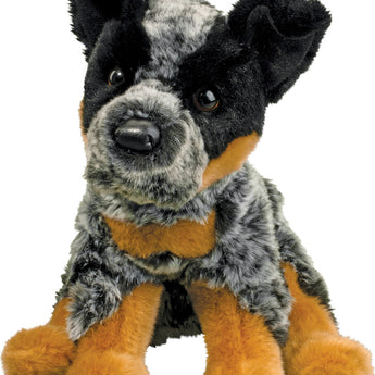 Dexter Australian Cattle Dog