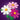 LEGO® Botanicals Cosmos Flowers