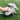 Wolf Dragon Toy