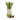 Asparagus