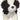 Poofy Shih-Tzu