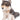 Atka Wolf