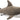 Fin Great White Shark