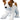 Feisty Jack Russel