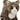 Zigby Gray Stripe Cat