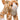 Hally Orange Cat