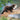 Otter, River Hand Puppet