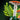 LEGO® Botanicals Woodland Mushrooms
