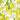 Amalfi Lemons Journal