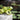 American Bullfrog Figurine