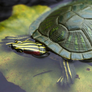 Red-Eared Slider Turtle