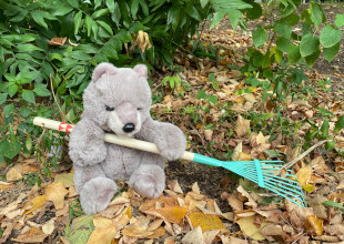 H Raking bear